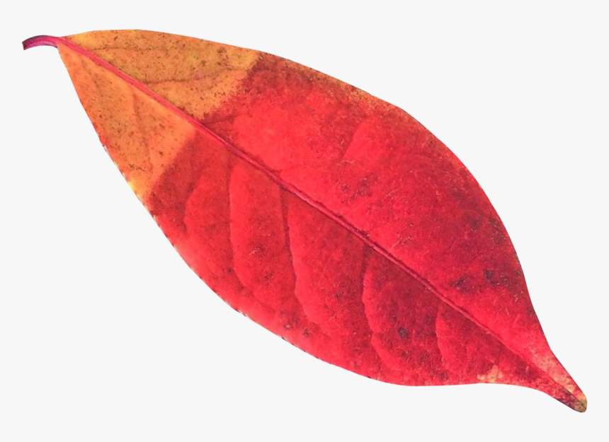 Autumn Leaf Png Transparent Image - Autumn Leaf Png, Png Download, Free Download
