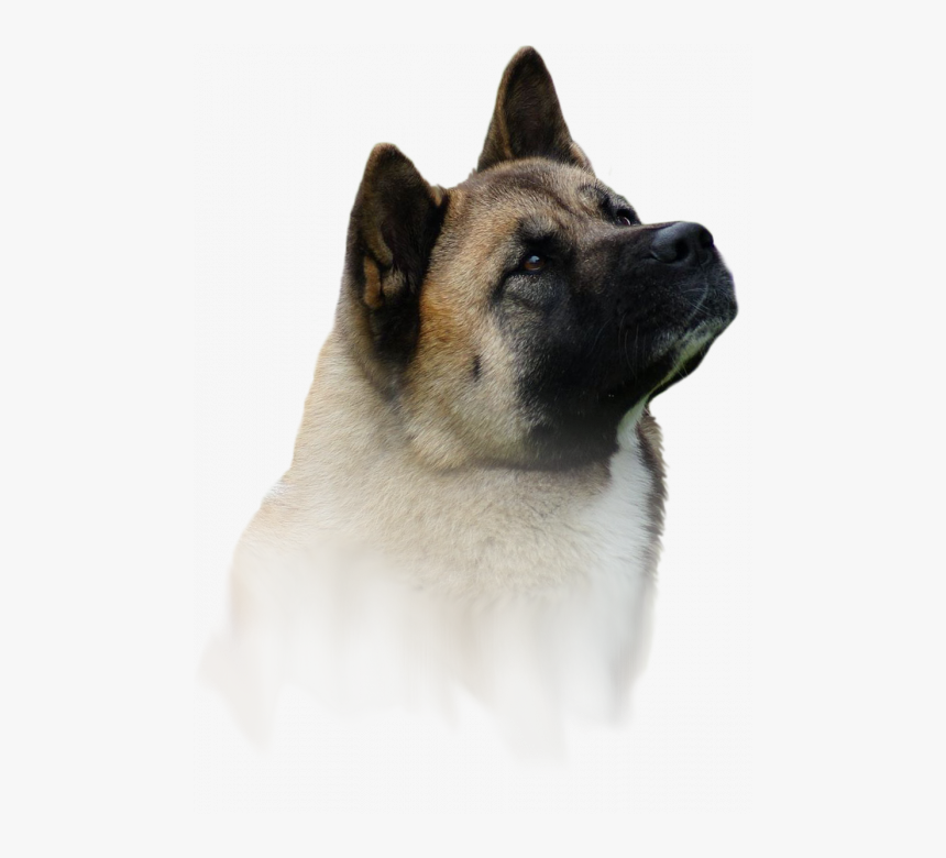 Akita Amerykańska / Hodowla Amartami Fci - Companion Dog, HD Png Download, Free Download