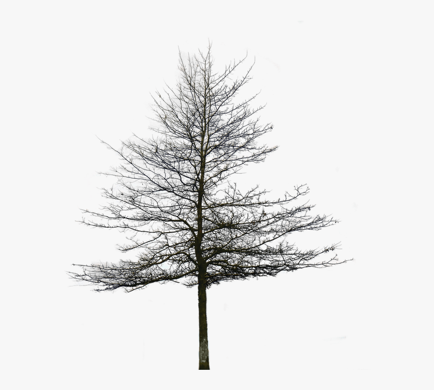 Transparent Snowy Trees Clipart - Transparent Background Snow Trees Png, Png Download, Free Download