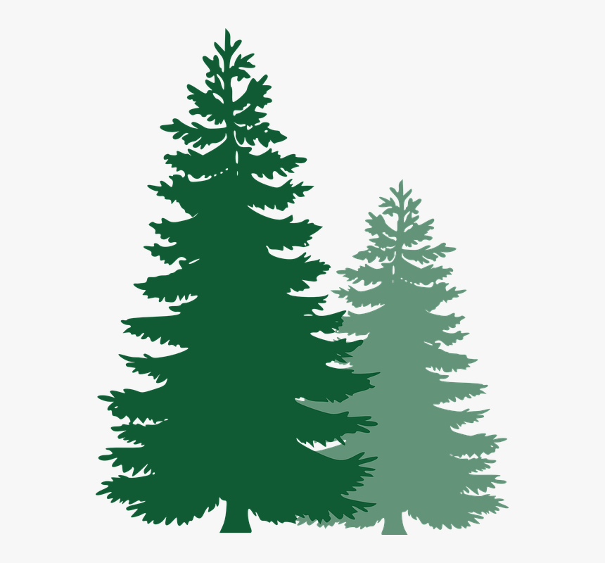 Pine Trees, Spruce Trees, Evergreen Trees, Tree, Spruce - Vector Pine Tree Png, Transparent Png, Free Download