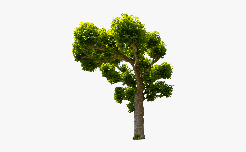 Nature, Tree, Sycamore, Isolated, Isolated Tree, Leaves - Arvore Sicômoro, HD Png Download, Free Download