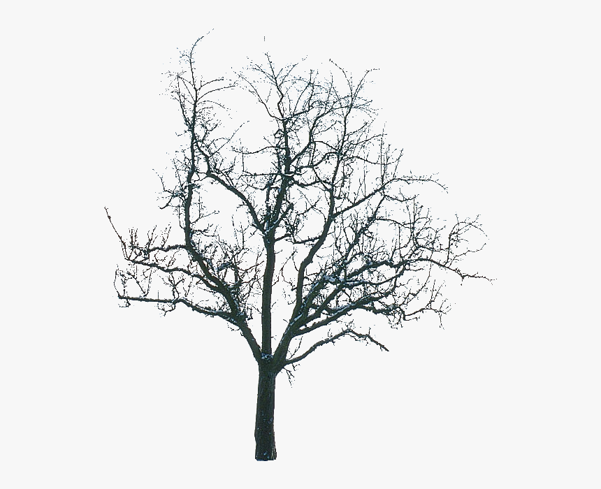 Tree And Human Quotes, HD Png Download, Free Download