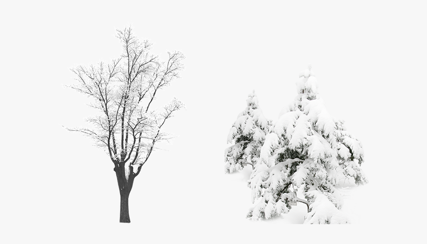 Snow Tree Computer File - Plants With Snow Png, Transparent Png, Free Download
