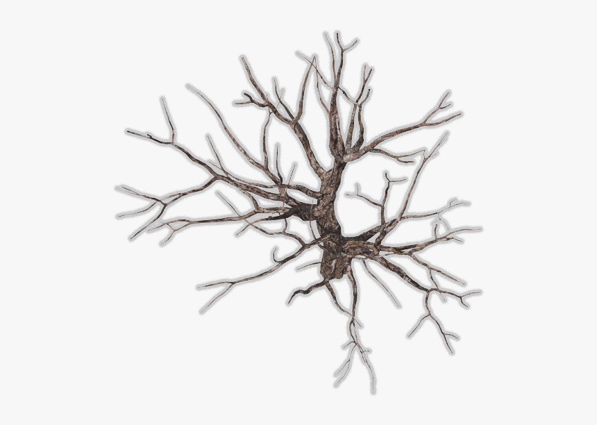 Dead Tree Top View, HD Png Download, Free Download