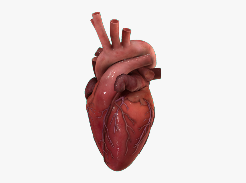 Png Transparent Human Heart, Png Download, Free Download