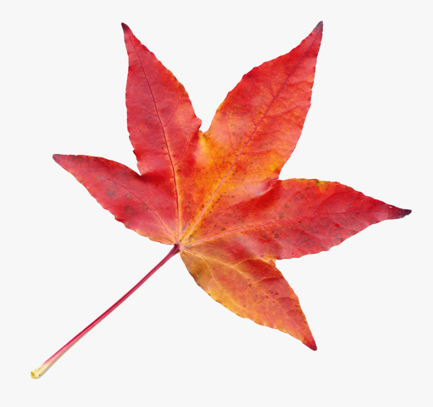 Fall Leaves Png Transparent, Png Download, Free Download