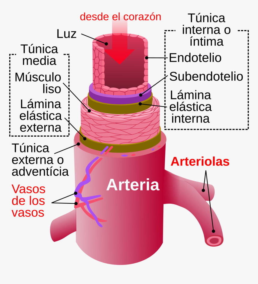 Artery And Vein Difference, HD Png Download, Free Download