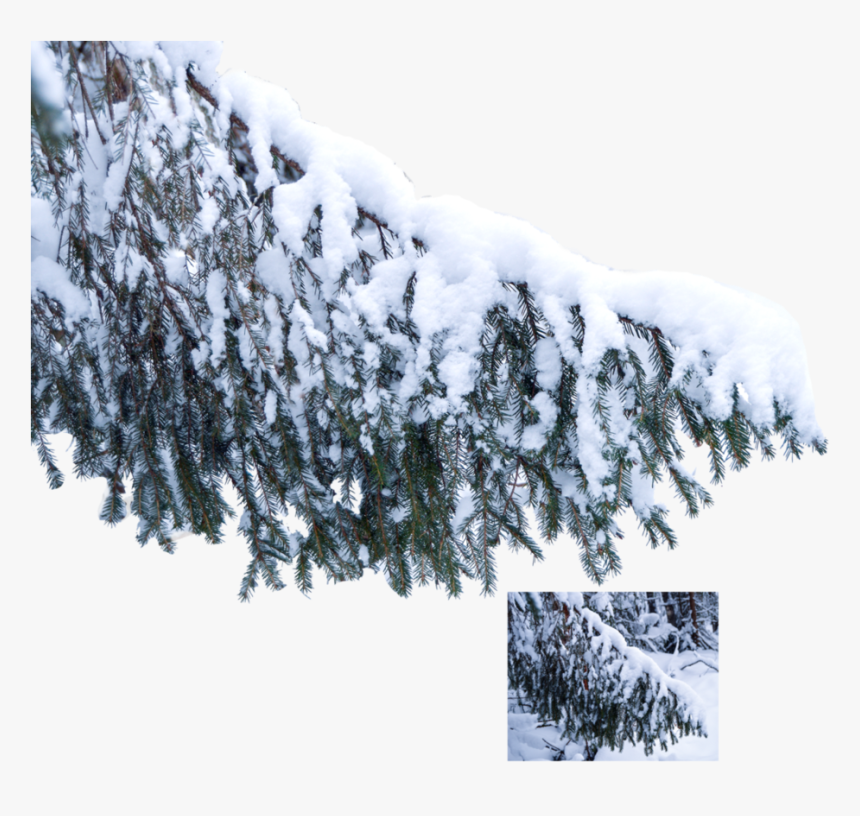 Go To Image - Tree Branch Snow Png, Transparent Png, Free Download