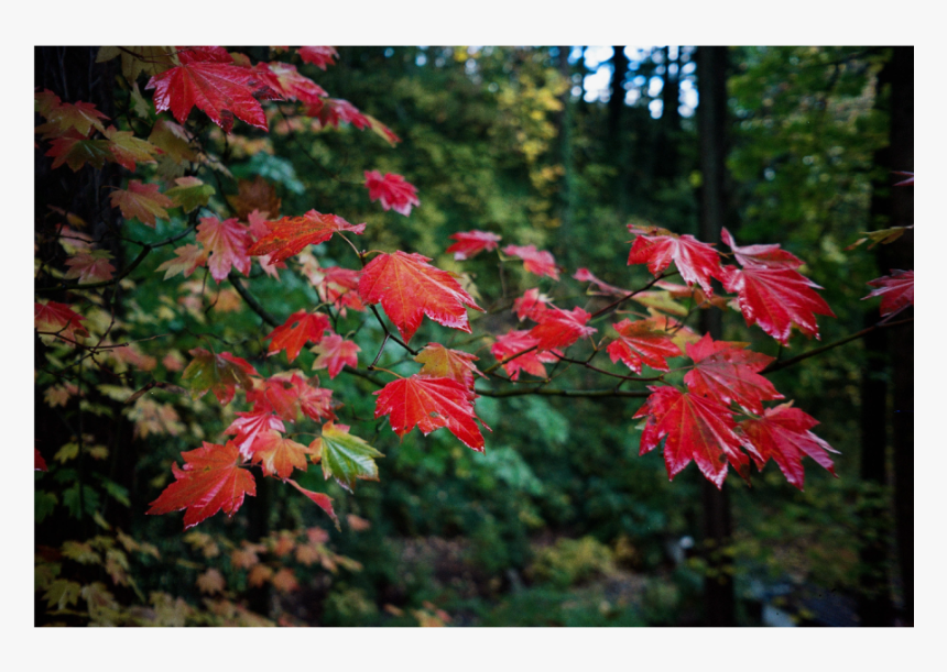 Red-leaves, HD Png Download, Free Download