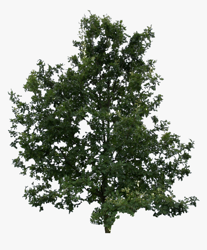 Lodgepole Pine Tree Transparent, HD Png Download, Free Download