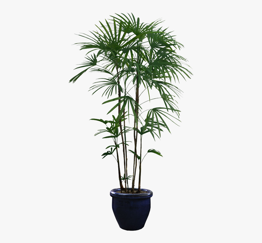 Potted Plants Png Download - Transparent Background Indoor Plant Png, Png Download, Free Download