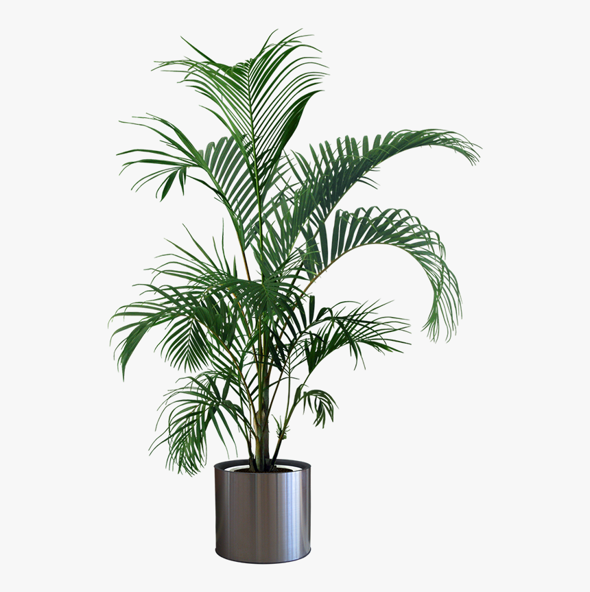 Houseplant Flowerpot Gardening Tree - Transparent Potted Plant Png, Png Download, Free Download