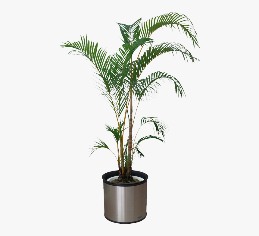 Houseplant Bonsai Flowerpot - Transparent Background Indoor Plant Png, Png Download, Free Download