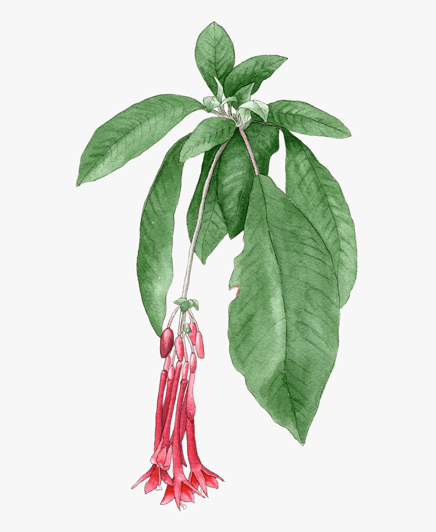 Fuchsia Boliviana Alba - White Walnut, HD Png Download, Free Download