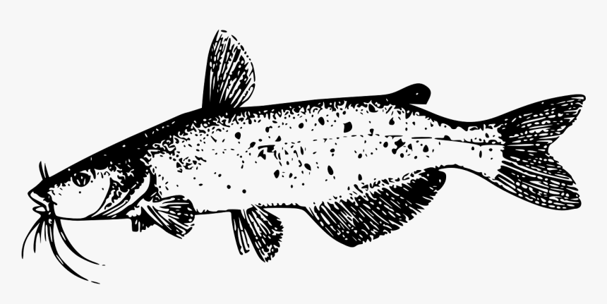 Black And White Catfish Clipart, HD Png Download, Free Download