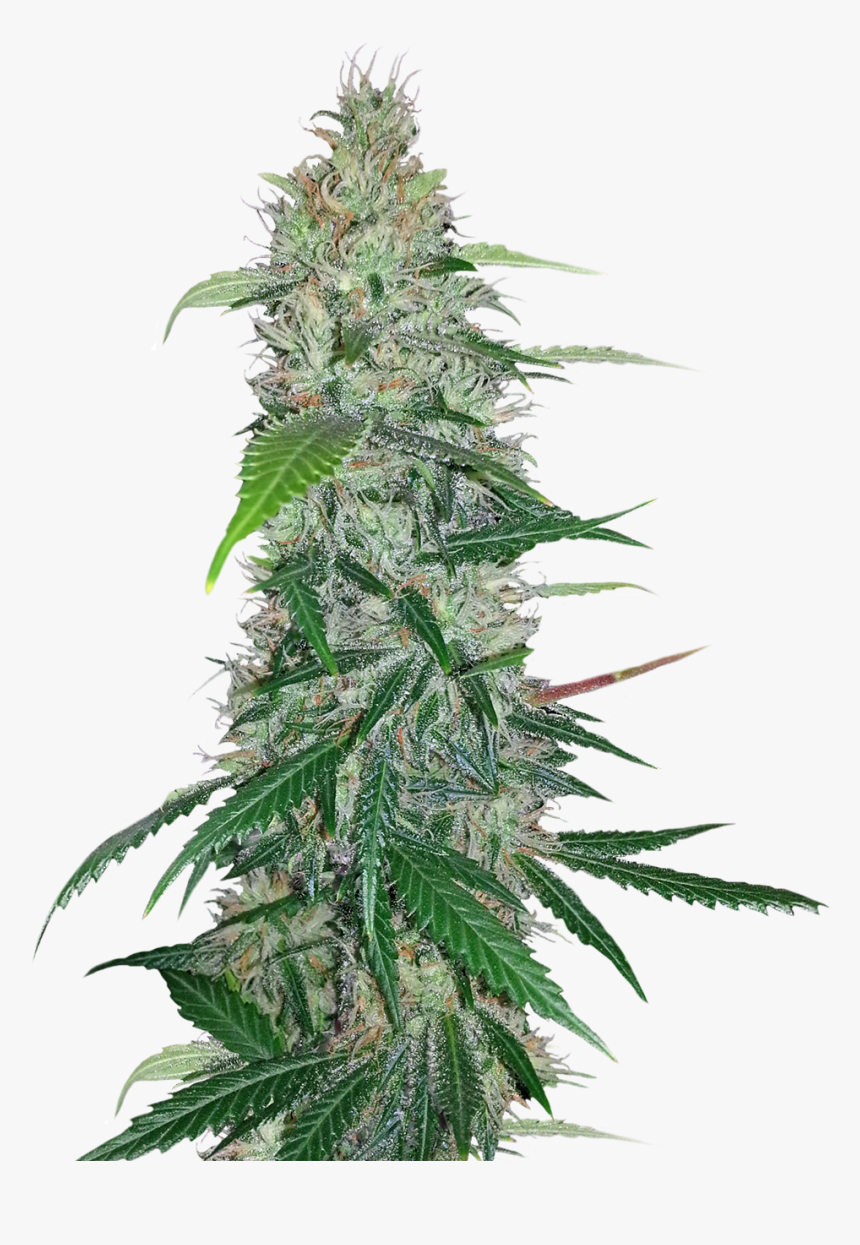 Cannabis Png Image - Weed Plant Transparent Png, Png Download, Free Download