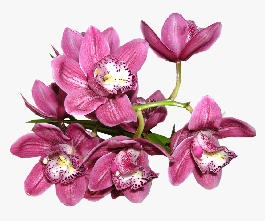 Orchid Png Image - Orchid Png, Transparent Png, Free Download