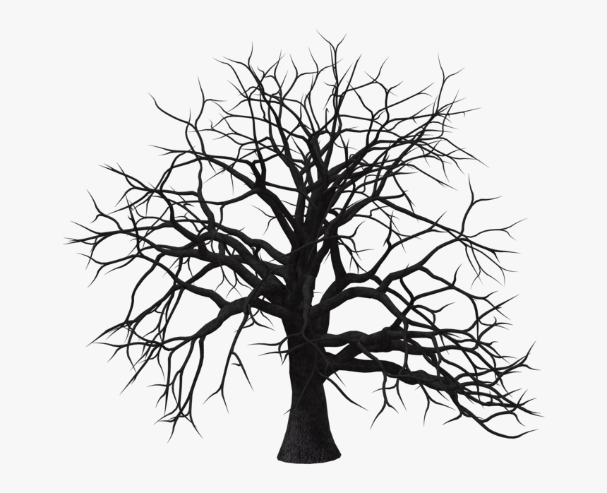 Old Tree Transparent Background Png - Old Tree Silhouette Png, Png Download, Free Download