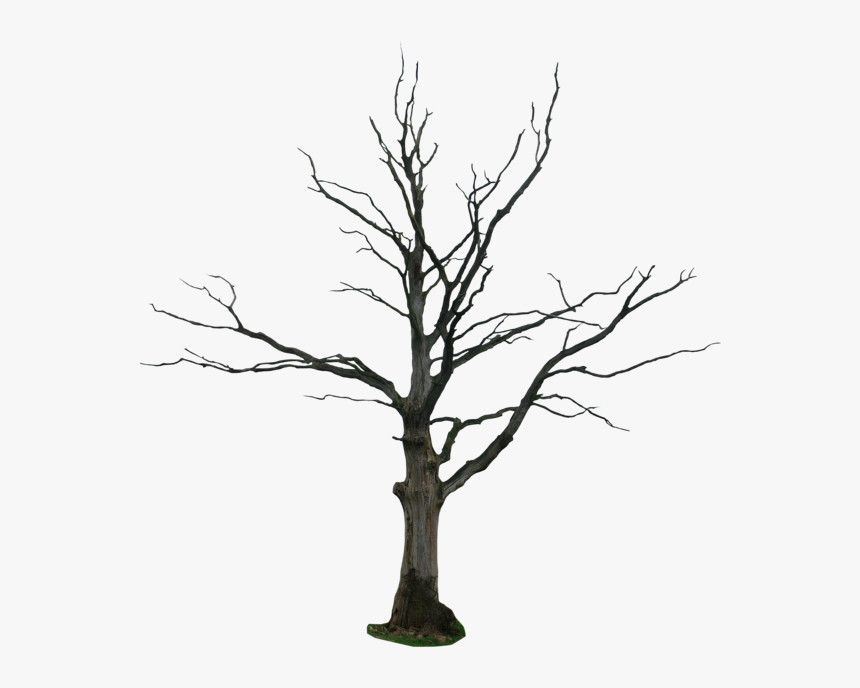 Dead Tree Png, Transparent Png, Free Download