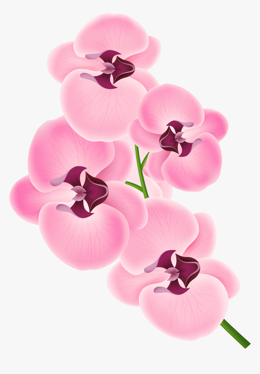 Pink Orchid Clipart Png Transparent Png , Png Download - Orchid Flower Clip Art, Png Download, Free Download