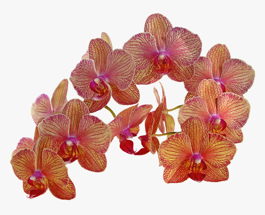 Orchid Vintage Png, Transparent Png, Free Download