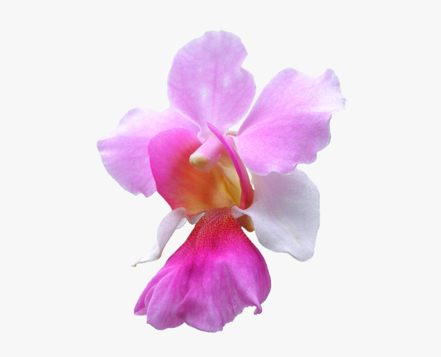 National Singapore Flower Vanda Miss Joaquim, HD Png Download, Free Download