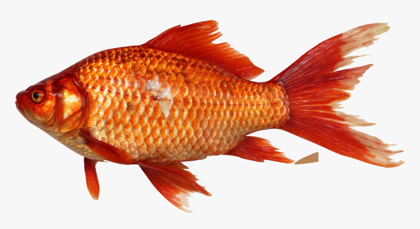 Fish Png, Transparent Png, Free Download