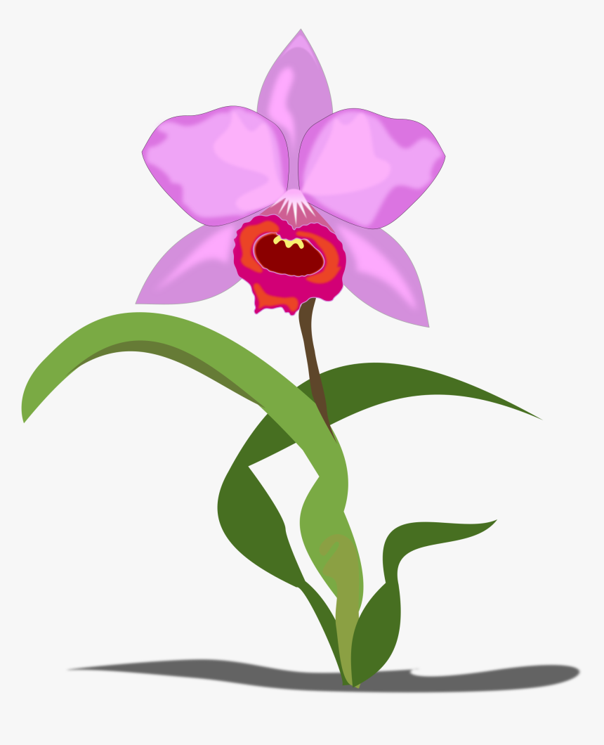 Orchid Clipart Small Pink - Orchid Flower Clip Art, HD Png Download, Free Download