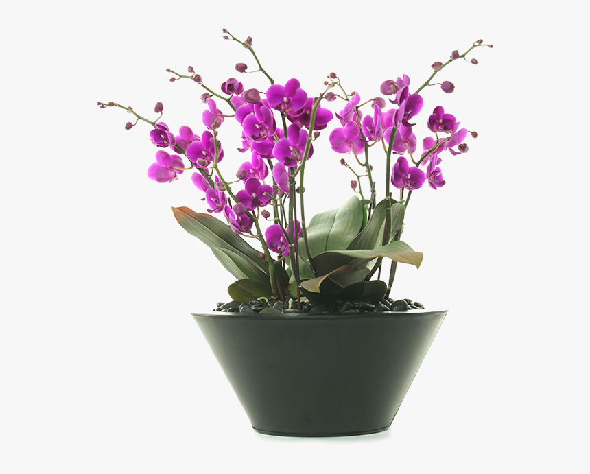 Moth Orchid, HD Png Download, Free Download