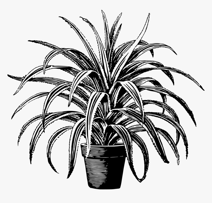 Potted Plant - Houseplant Black And White, HD Png Download, Free Download