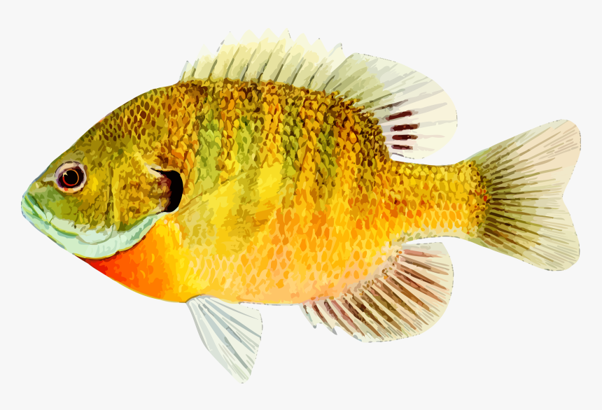 Bass,bony-fish - High Definition Of A Fish, HD Png Download, Free Download