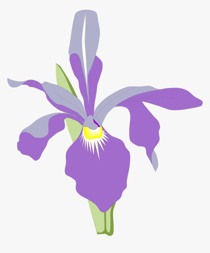 Orchid Free Stock Photo Illustration Of A Purple Orchid - Orchid Flower Illustration Png, Transparent Png, Free Download