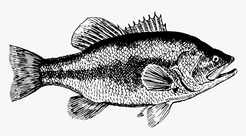 Fish 13 Clip Arts - Clipart Of A Largemouth Bass, HD Png Download, Free Download
