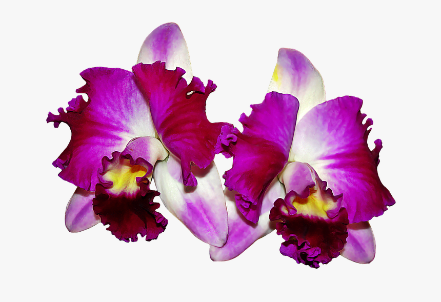Cattleya Orchids Png - Imagenes De Orquideas En Png, Transparent Png, Free Download