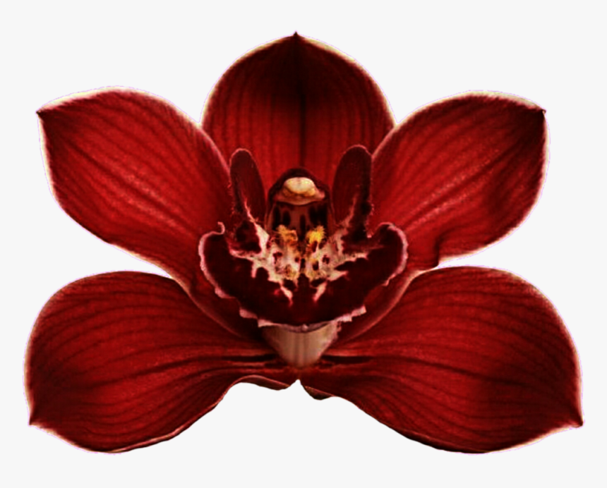 Clip Art Red Orchid Flower - Red Orchids Flowers Png, Transparent Png, Free Download