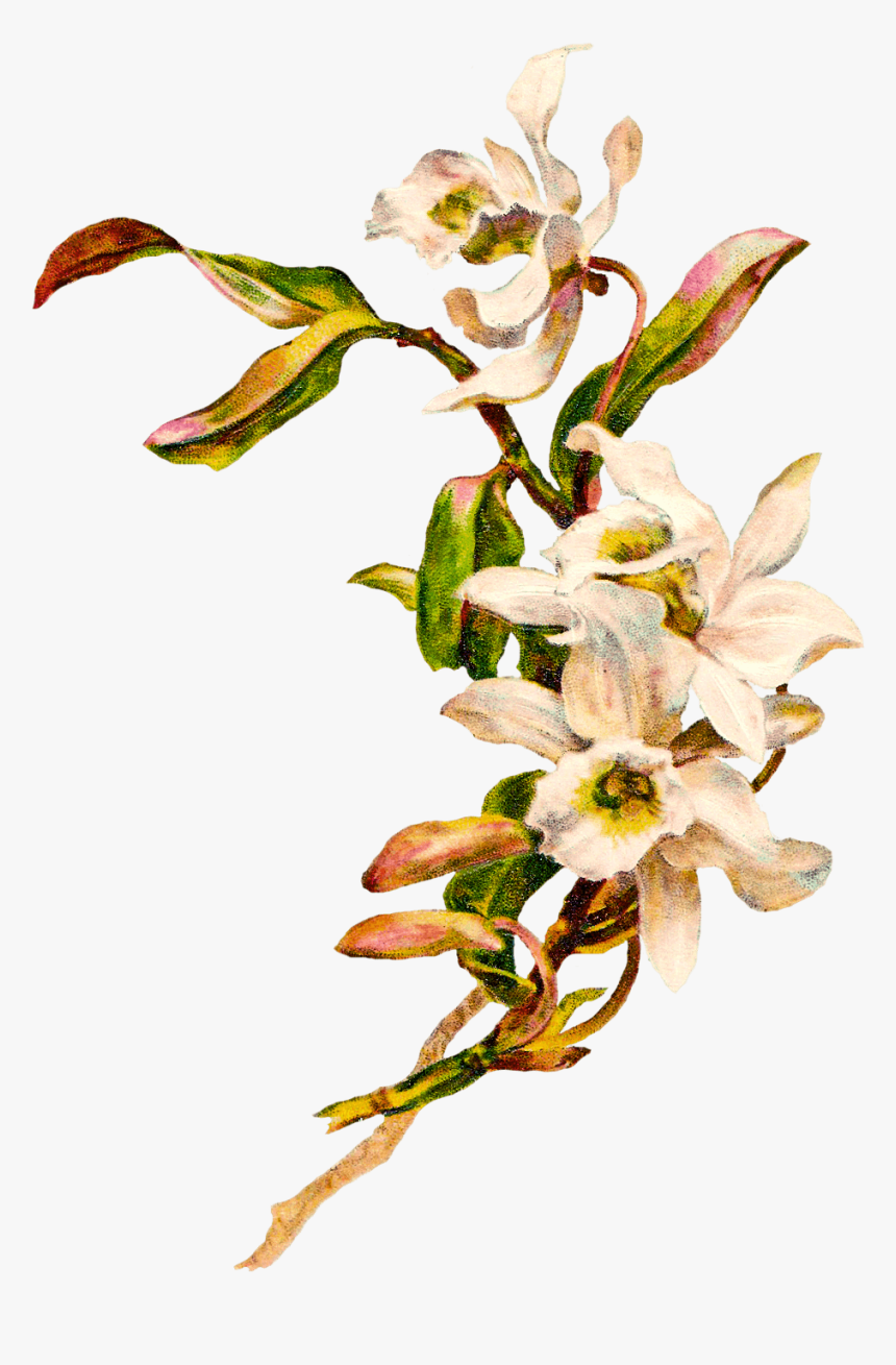 Art Nouveau Flowers Png, Transparent Png, Free Download