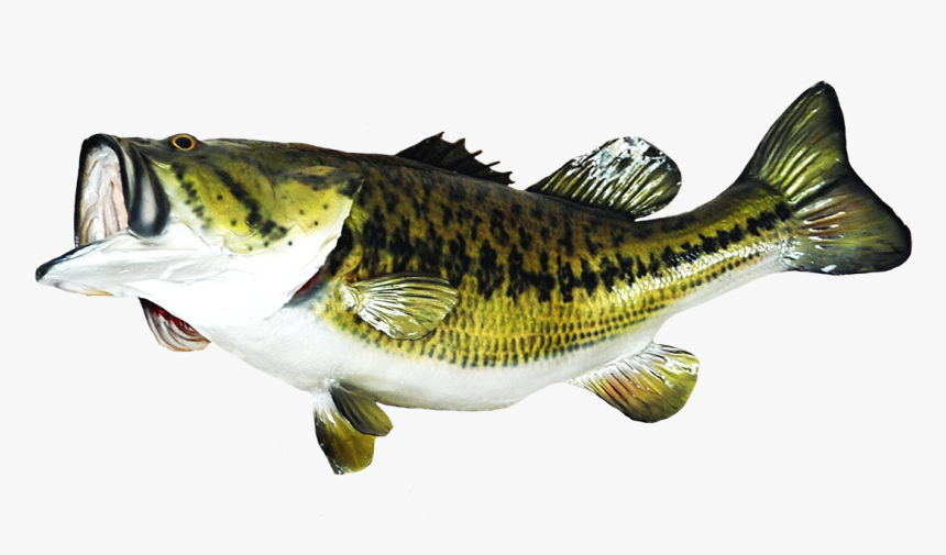 Large Mouth Bass Clipart - Transparent Background Bass Fish Png, Png Download, Free Download