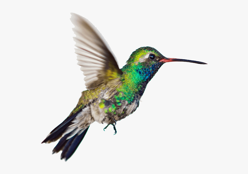 #colibrí #hummingbird #ave #bird #volar #flying - Bee Hummingbird Png, Transparent Png, Free Download