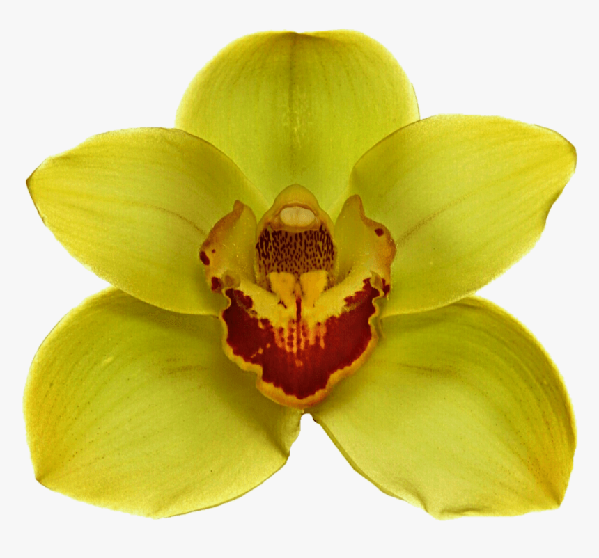 Yellow Orchid - Jungle Flower On Transparent, HD Png Download, Free Download