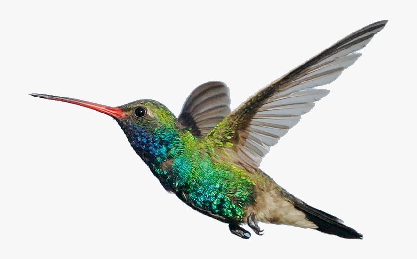 Hummingbird Flying, HD Png Download, Free Download