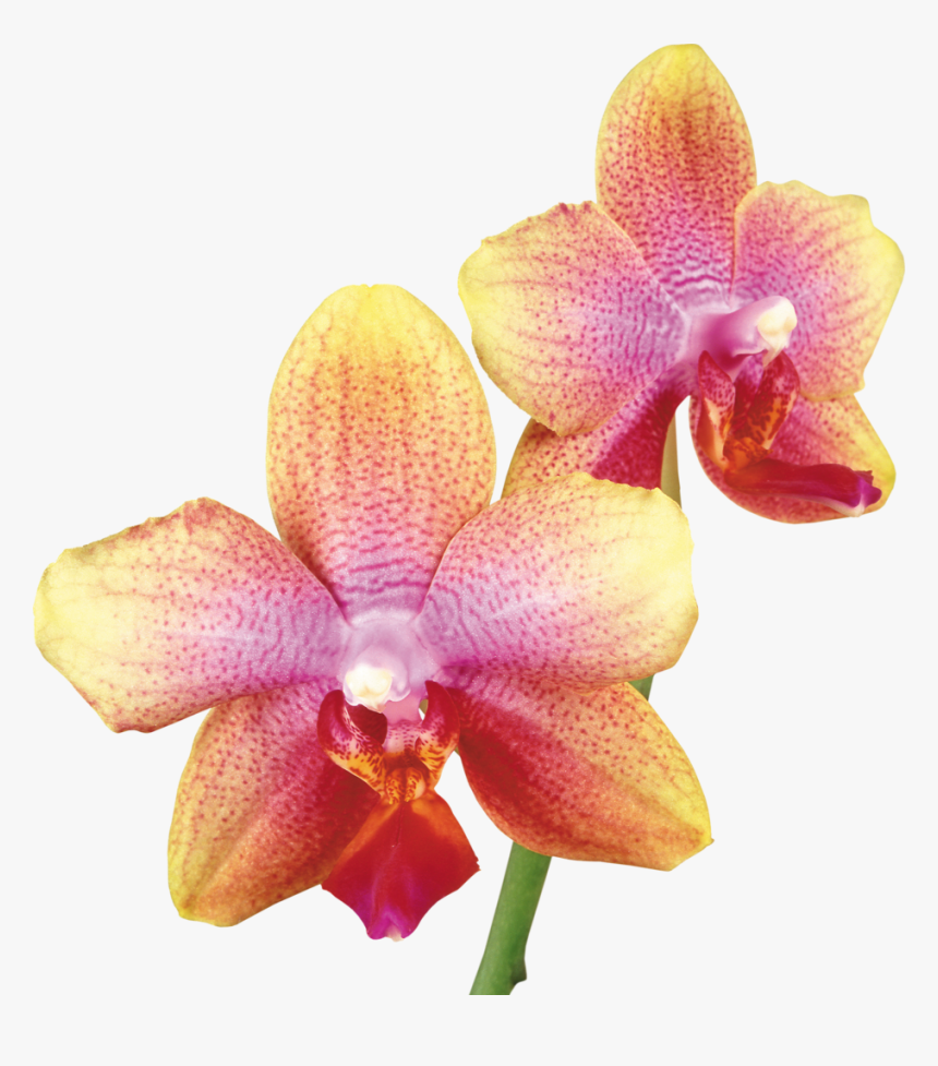 Pink Yellow Orchid, HD Png Download, Free Download