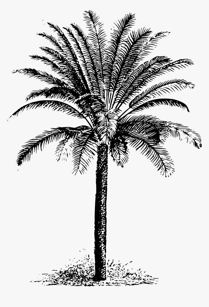 Drawing Dates Palm Tree, HD Png Download, Free Download