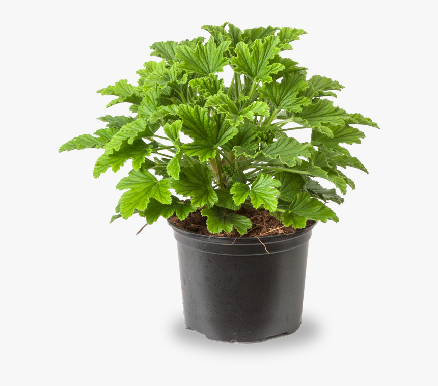 Scent Geranium Orange Fresh, HD Png Download, Free Download