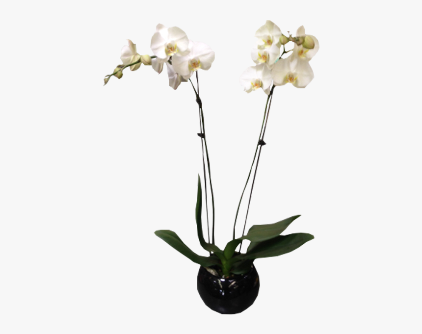 Moth Orchid, HD Png Download, Free Download