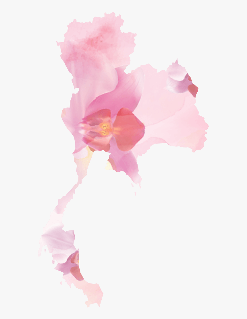 Hibiscus, HD Png Download, Free Download