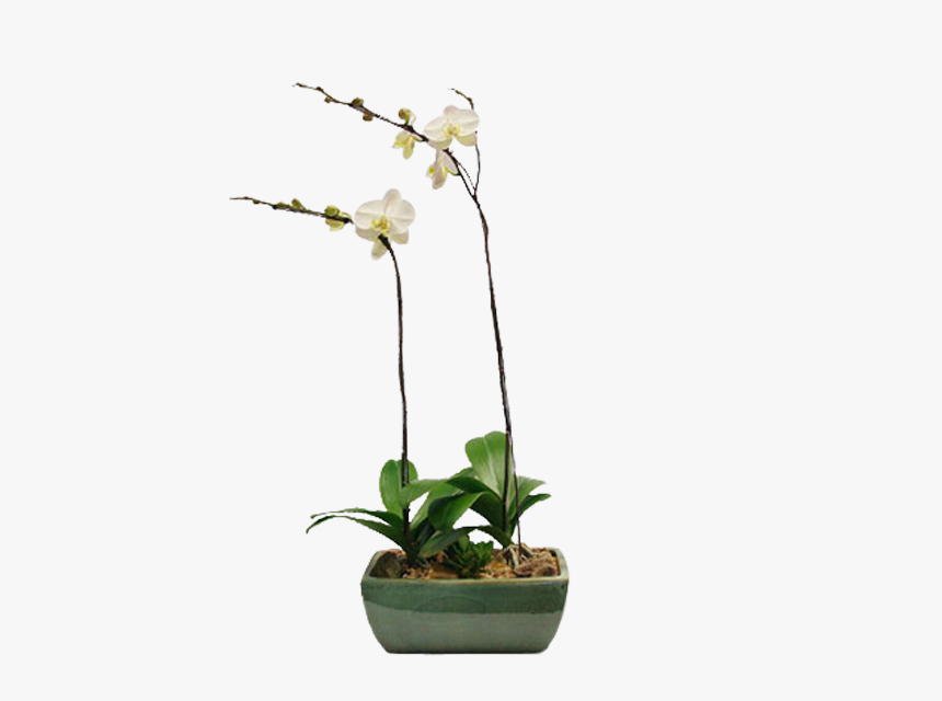 Moth Orchid, HD Png Download, Free Download