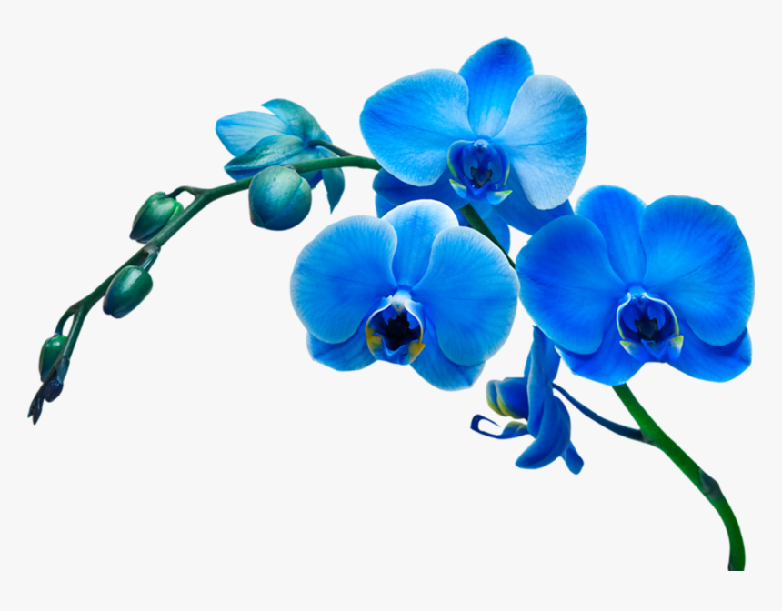 Blue Orchid Flower Clipart, HD Png Download, Free Download