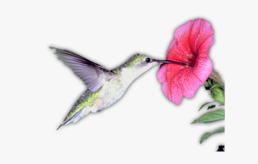 Hummingbird With Flower Png, Transparent Png, Free Download