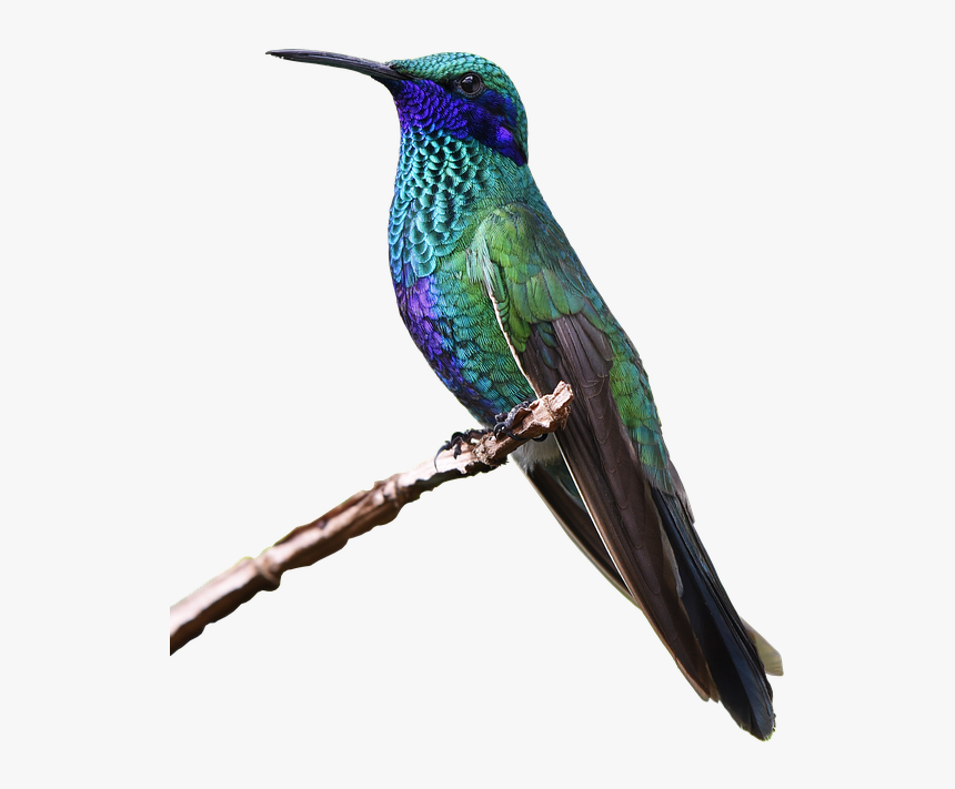 Colibri, Bird, Nature, Tropical, Monde Animal, Plume - Burung Yg Mudah Dipelihara, HD Png Download, Free Download