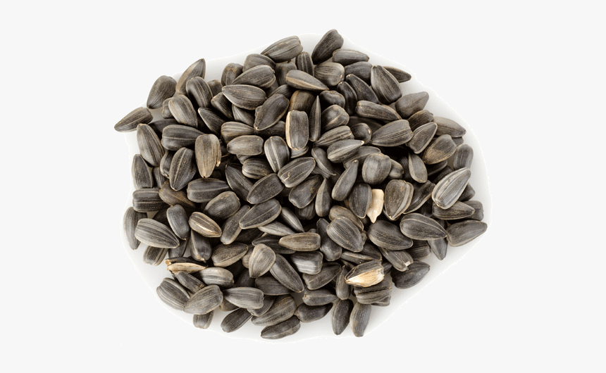 Download Sunflower Seeds Png Hd - Sunflower Seeds Png, Transparent Png, Free Download